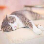 ヒメ日記 2025/07/13 11:05 投稿 ありす しゃんぜりぜ