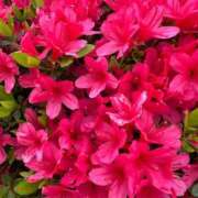 ヒメ日記 2025/04/22 07:08 投稿 あやな あとりえ(ATELIER)