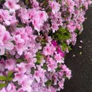 ヒメ日記 2025/04/24 09:27 投稿 あやな あとりえ(ATELIER)