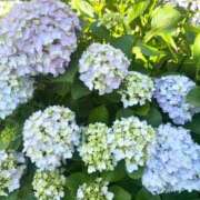 ヒメ日記 2025/06/06 06:19 投稿 あやな あとりえ(ATELIER)