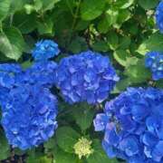 ヒメ日記 2025/06/16 05:46 投稿 あやな あとりえ(ATELIER)