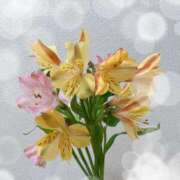 ヒメ日記 2025/10/23 07:03 投稿 あやな あとりえ(ATELIER)