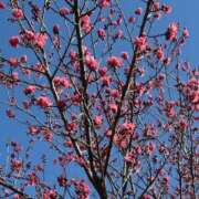 ヒメ日記 2026/01/18 07:24 投稿 あやな あとりえ(ATELIER)