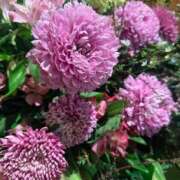 ヒメ日記 2026/01/21 05:59 投稿 あやな あとりえ(ATELIER)