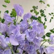 ヒメ日記 2026/01/30 05:51 投稿 あやな あとりえ(ATELIER)