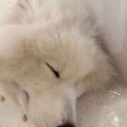 ヒメ日記 2026/02/11 07:03 投稿 あやな あとりえ(ATELIER)