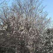 ヒメ日記 2026/02/22 07:02 投稿 あやな あとりえ(ATELIER)