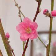 ヒメ日記 2026/03/03 06:06 投稿 あやな あとりえ(ATELIER)