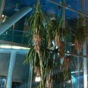 ヒメ日記 2026/03/09 19:30 投稿 みい 素人エロカワ小悪魔誘惑バニーガール