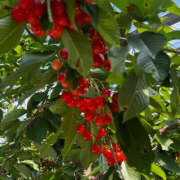 あんず 真っ赤な身と🍒 ハピネス札幌