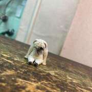 ヒメ日記 2025/02/15 00:46 投稿 なな 逆電車ごっこ ～GLAMOROUS TRAIN～