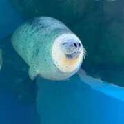 ヒメ日記 2025/03/16 09:50 投稿 なな 逆電車ごっこ ～GLAMOROUS TRAIN～