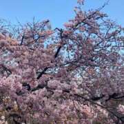 ヒメ日記 2025/04/02 11:54 投稿 桐野みのり 月の真珠-新宿-