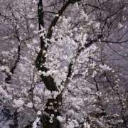 ヒメ日記 2025/03/29 17:02 投稿 わかな やMAT撫子