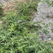 ヒメ日記 2025/10/18 18:57 投稿 あきら 船橋悶絶ビーチクびんびん物語