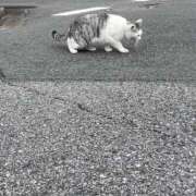 ヒメ日記 2025/11/01 22:17 投稿 あきら 船橋悶絶ビーチクびんびん物語