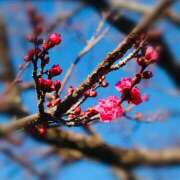 ヒメ日記 2025/02/11 06:52 投稿 Ayami Imai ELEGANT－エレガント－