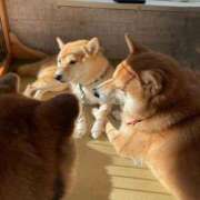 ヒメ日記 2026/02/25 19:38 投稿 Ayami Imai ELEGANT－エレガント－