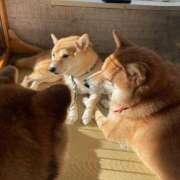 ヒメ日記 2026/02/25 20:32 投稿 Ayami Imai ELEGANT－エレガント－