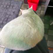 ヒメ日記 2026/03/10 11:04 投稿 Ayami Imai ELEGANT－エレガント－