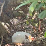 ヒメ日記 2026/04/03 19:21 投稿 Ayami Imai ELEGANT－エレガント－