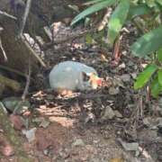 ヒメ日記 2026/04/03 19:56 投稿 Ayami Imai ELEGANT－エレガント－