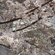 ヒメ日記 2025/03/30 12:20 投稿 ほなみ 千葉人妻花壇