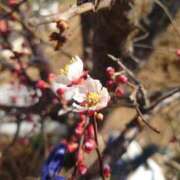 ヒメ日記 2026/03/07 10:40 投稿 ほなみ 千葉人妻花壇