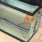 橋口　すず 新しい家族💓 YUDEN〜油殿〜谷九・日本橋店