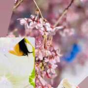 ヒメ日記 2025/04/17 08:40 投稿 ちえみ 完熟ばなな 上野店