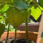 ヒメ日記 2025/07/02 16:34 投稿 ゆずき ARIEL（アリエル）（宮崎）