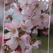 ヒメ日記 2025/03/28 17:46 投稿 なおみ 奥鉄オクテツ大阪