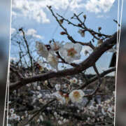 ヒメ日記 2025/02/21 18:47 投稿 なおみ 奥鉄オクテツ奈良