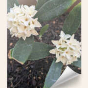 ヒメ日記 2025/03/20 19:17 投稿 なおみ 奥鉄オクテツ奈良