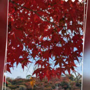 ヒメ日記 2025/12/02 22:19 投稿 なおみ 奥鉄オクテツ奈良