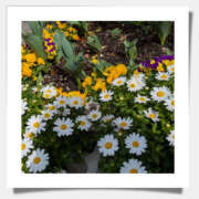 ヒメ日記 2026/03/30 08:03 投稿 なおみ 奥鉄オクテツ奈良