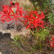 ヒメ日記 2024/12/13 11:34 投稿 ゆうり 熟女の風俗最終章 新潟店