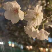 ヒメ日記 2025/04/03 09:13 投稿 小島碧夏 プレジデントハウス