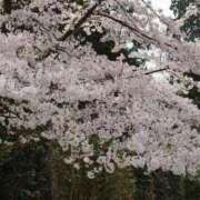 ヒメ日記 2025/04/01 13:30 投稿 りさ 素人妻達☆マイふぇらレディー