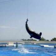 ヒメ日記 2025/04/19 14:30 投稿 西本 みなみ 一夜妻　大阪ミナミ店