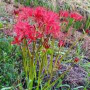 ヒメ日記 2025/09/25 13:04 投稿 西本 みなみ 一夜妻　大阪ミナミ店