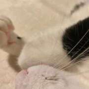 西本 みなみ 2月最後の 一夜妻　大阪ミナミ店