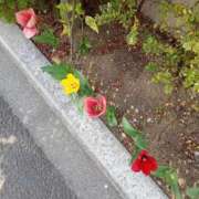 ヒメ日記 2025/04/12 11:48 投稿 まかな ニューヨークニューヨーク