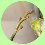 なお 完熟ばなな 新宿 ☆なお☆です 完熟ばなな新宿