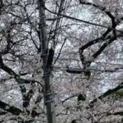 ヒメ日記 2025/04/09 10:40 投稿 えみ タレントCLUB