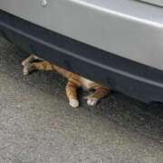 ヒメ日記 2025/04/01 13:11 投稿 ゆいな 池袋ぱんぷきん（シンデレラグループ）