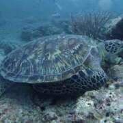 ヒメ日記 2025/11/13 19:29 投稿 さく G-STAGE