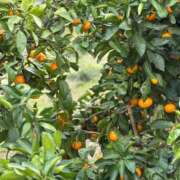 ヒメ日記 2024/12/15 04:21 投稿 あすか ギン妻パラダイス 堺東店