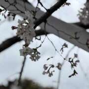 ヒメ日記 2025/03/30 17:14 投稿 あすか ギン妻パラダイス 堺東店