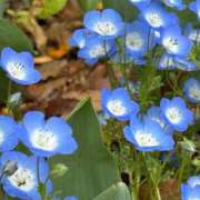 ヒメ日記 2025/04/23 18:51 投稿 あすか ギン妻パラダイス 堺東店